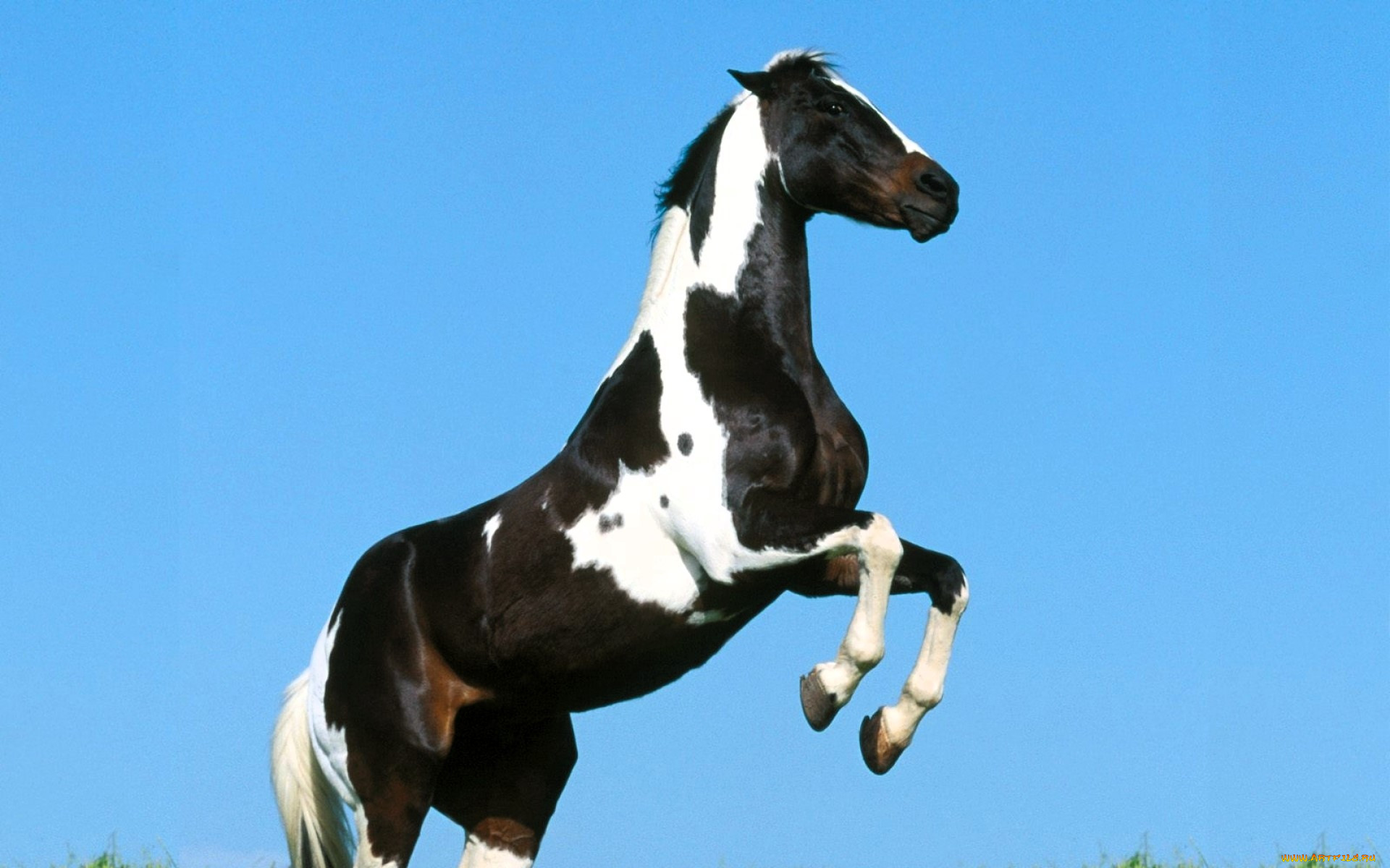 ��������, ������, ������, �����, ����, ����